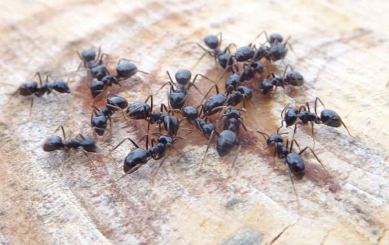 cosa fanno queste formiche ? Lasius fuliginosus...che leccano la linfa